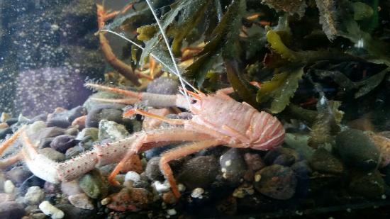 Mull Aquarium