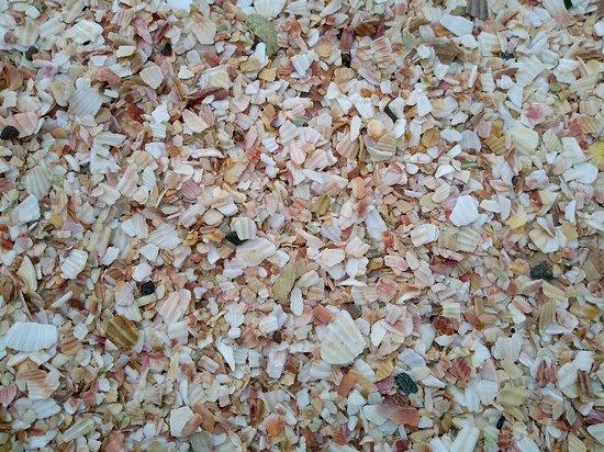 Shell Beach